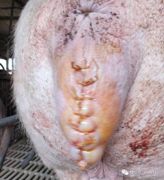 母猪产前流黄液图片
