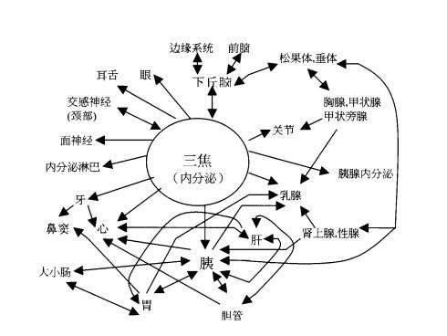 中醫養生穴位:三焦經,獨特的