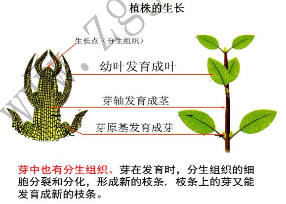 上海教师资格证面试植株的生长教案