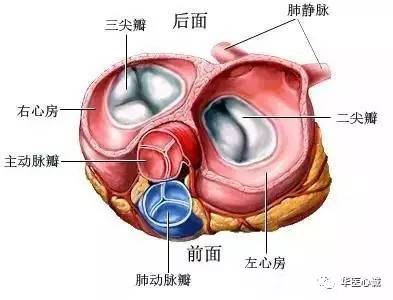 心臟瓣膜絕版高清圖解,值得收藏!