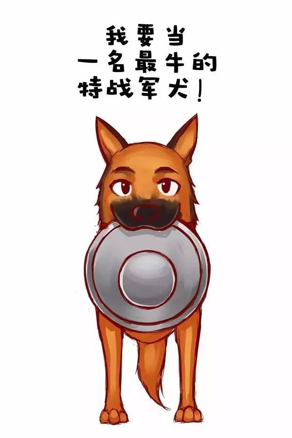 这里有一份军犬的感动,请查收!