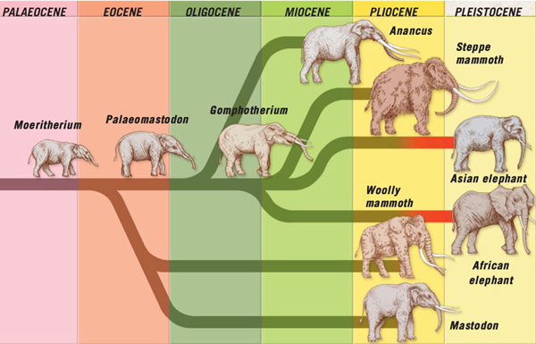 猛犸象与现代大象遗进化分析