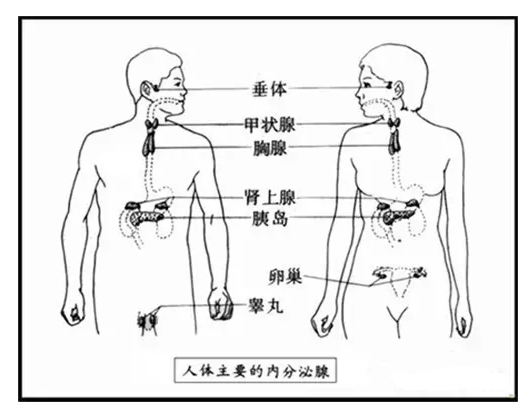 瑪咖是怎樣調理內分泌的?