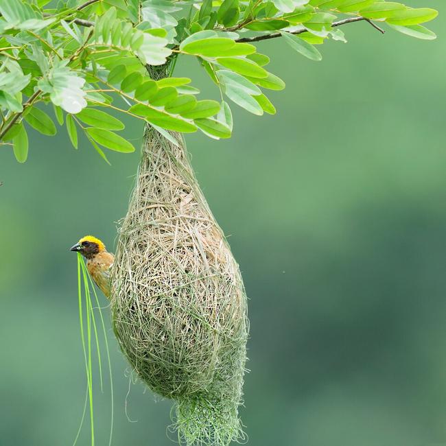 小小的织布鸟却可以创造出惊人的艺术品(网络图)将自己的艺术品挂在树