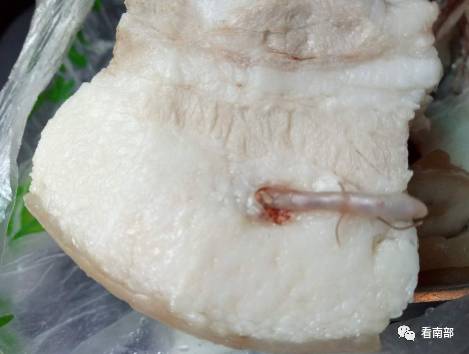 投诉猪肉疑似寄生虫不明物,南部县市管局突击检查