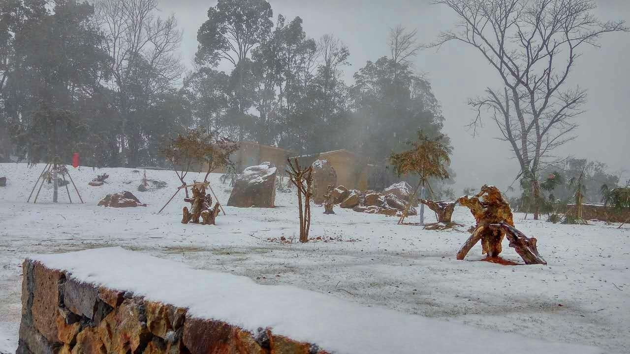 今天,温州突降鹅毛大雪,这些雪景照简直美翻了!