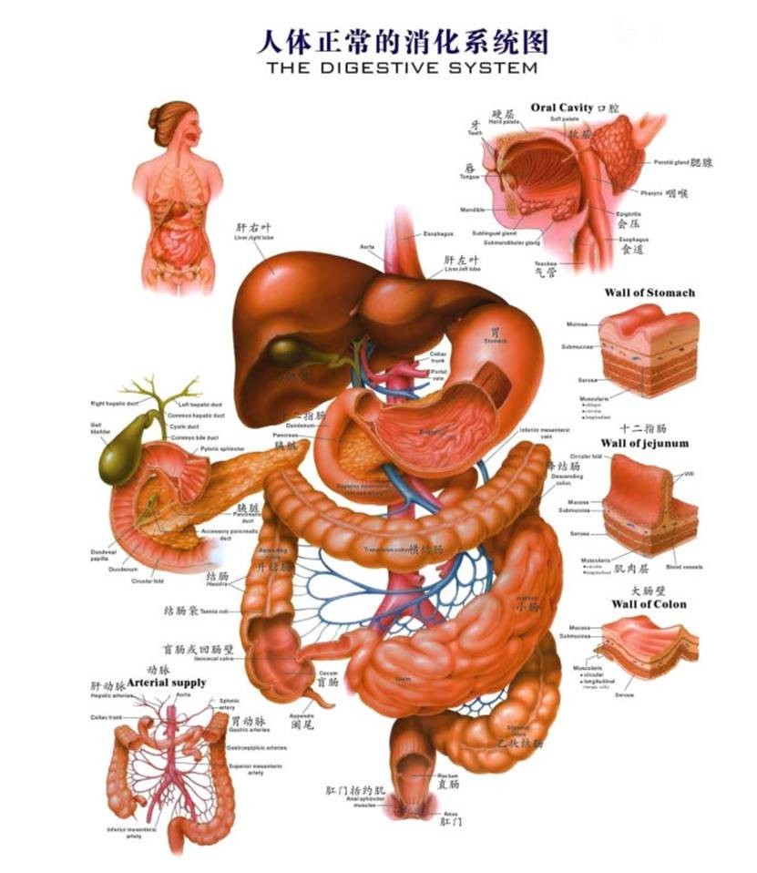 人体胰腺位置示意图图片