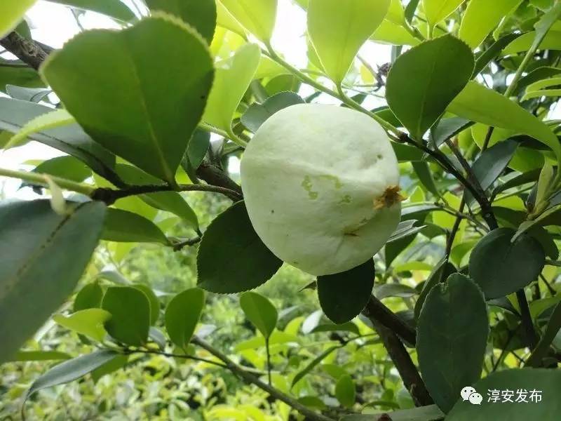 茶樹上不只長茶葉還可能長這種有淡淡甜味的好東西