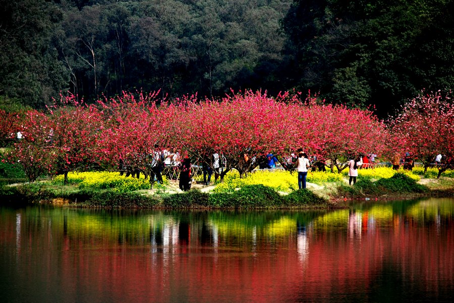 赏花地点:河南省 林州市 石板岩乡桃花谷风景区