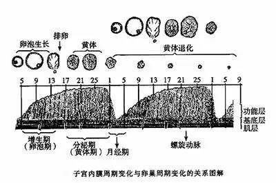 子宫内膜厚度要多少才能让受精卵生根发芽?