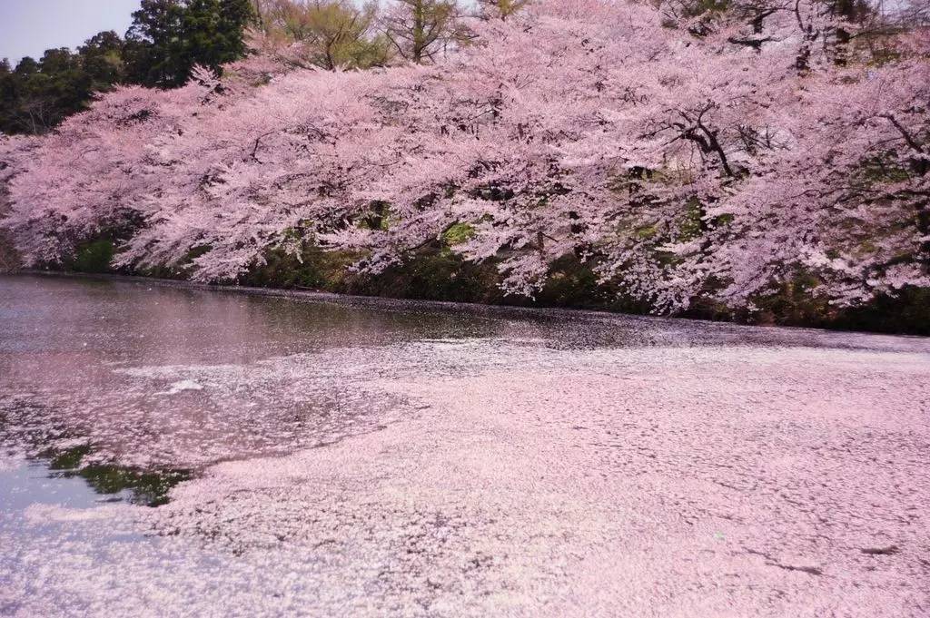 最美的是一邊賞櫻一邊作詩 關於櫻花的所有俳句 熱備資訊