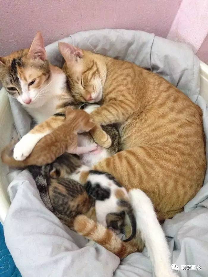 橘猫中的暖男,认真照顾刚生完孩子的猫妈妈和小宝宝