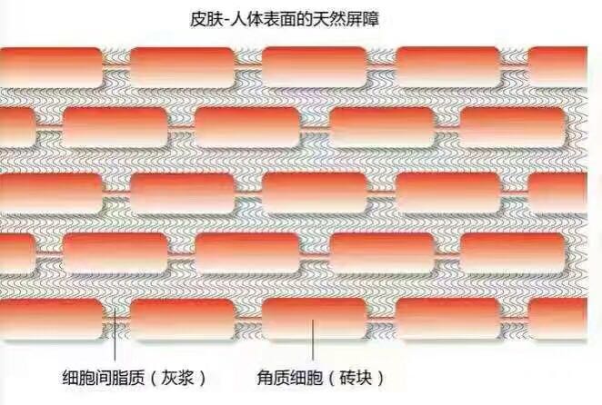 先来了解下皮肤的砖墙结构因此最根本的就是修复角质层和皮肤自身的