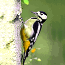 啄木鸟啄树动态图图片
