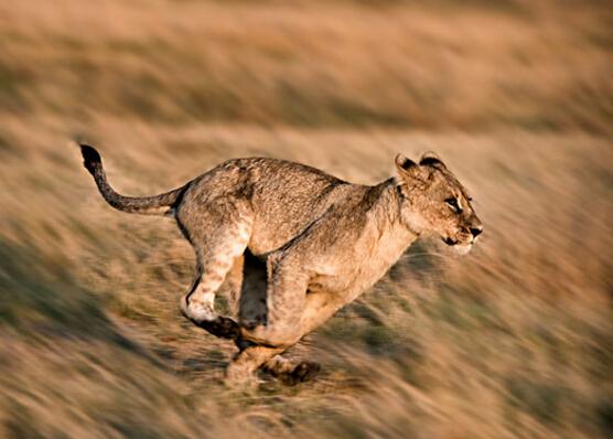地球上10大奔跑最快的动物,狮子第六,鸵鸟第四