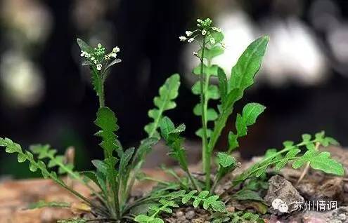 时令苏州二月二龙抬头这些老苏州爱挑的野菜你认识多少