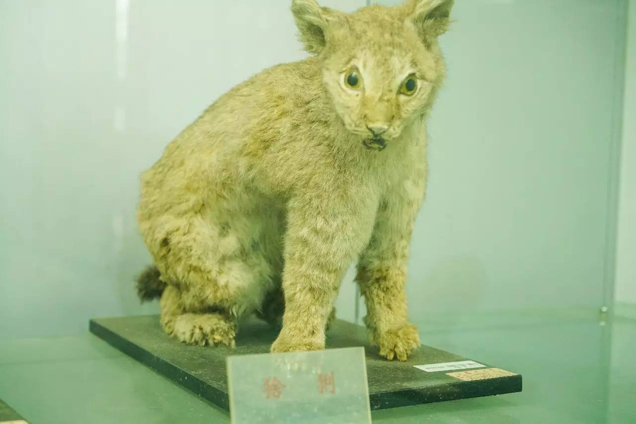 校園探秘神奇動物在哪裡就在揚大的標本館裡