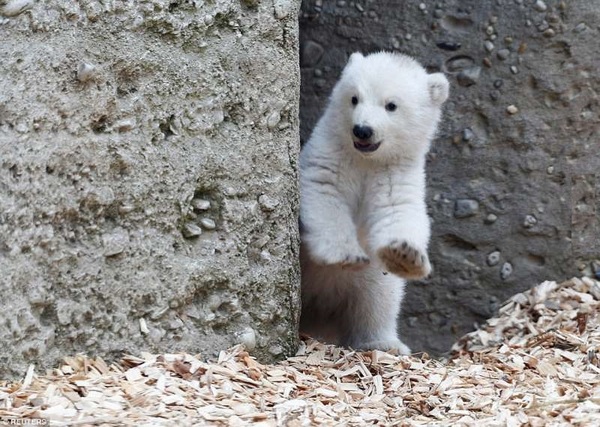 這是2月24日在德國慕尼黑一家動物園拍攝的一隻北極熊幼崽.