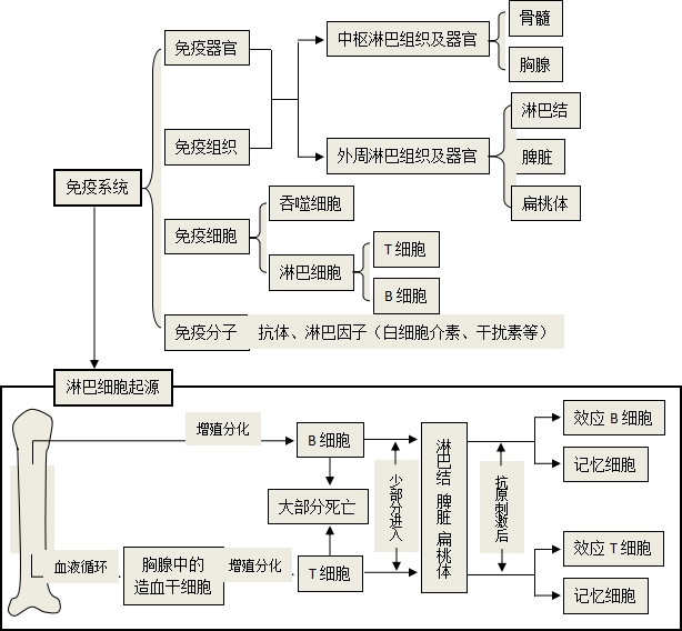 【高中】免疫系統知多少?知識點乾貨收下!