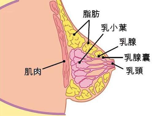 小葉增生主要是由於人體內分泌失調引起的一種慢性乳腺疾玻建議到平時