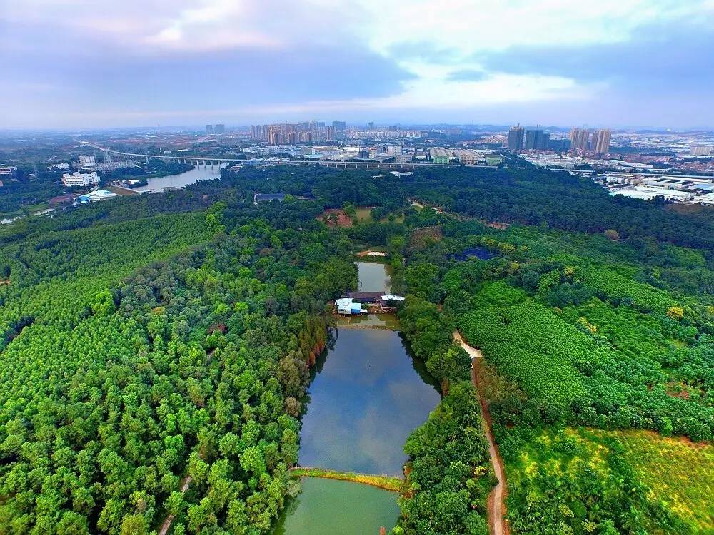 佛山西岸森林生态园图片