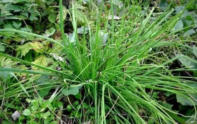 野葱苔图片