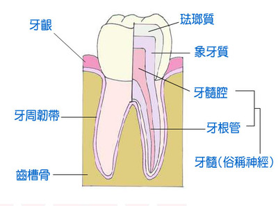 口腔中的牙釉质具体是什么?
