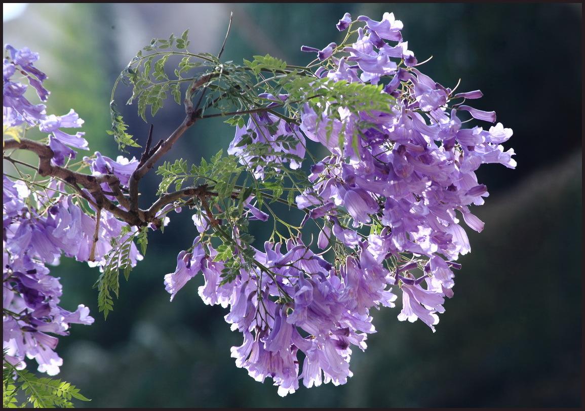 蓝花楹图片(昆明盘龙江边蓝花楹图片)