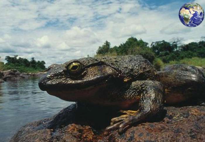 溪水边的非洲巨蛙如今非洲巨蛙的数量已经大幅度减少,除了人为的捕杀