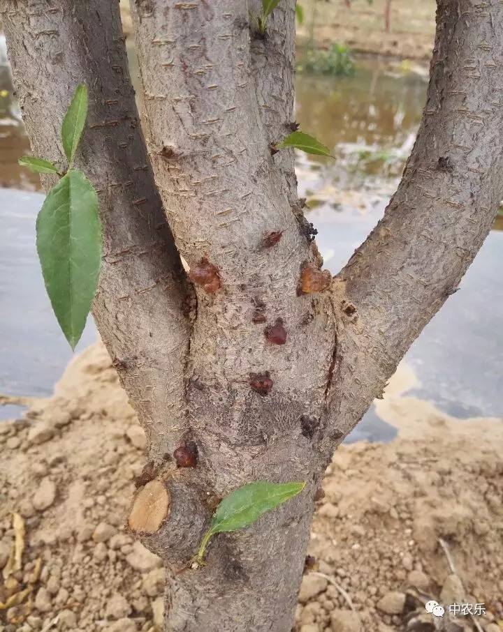 【講師課堂】防治桃樹瘡痂病潰瘍病千萬馬虎不得