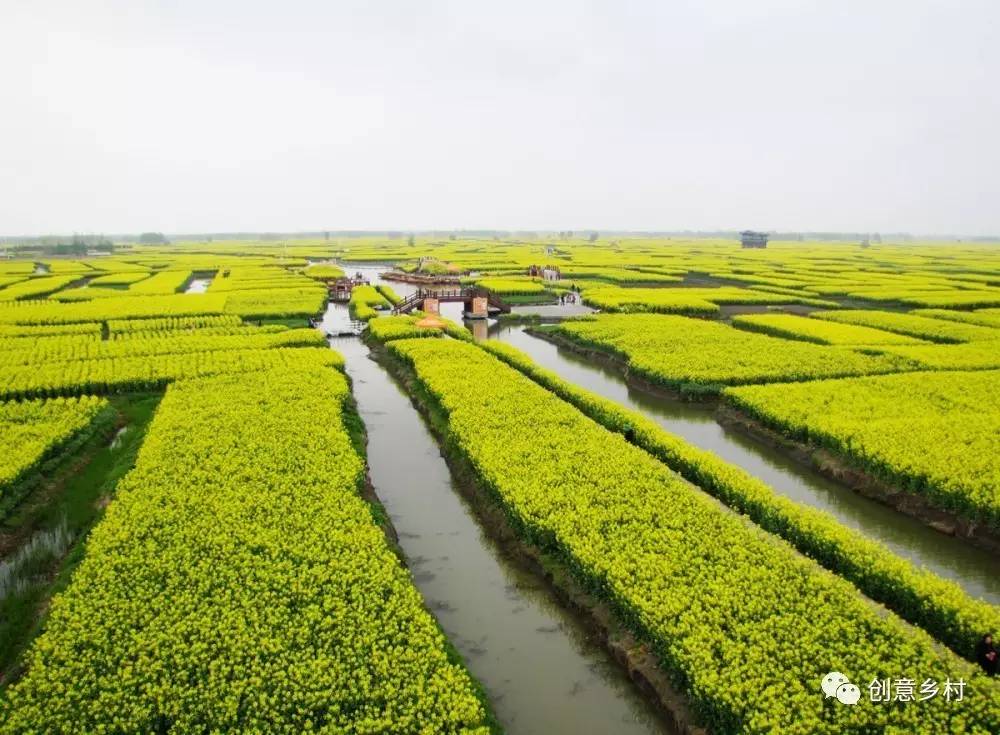 美麗的興化油菜花田