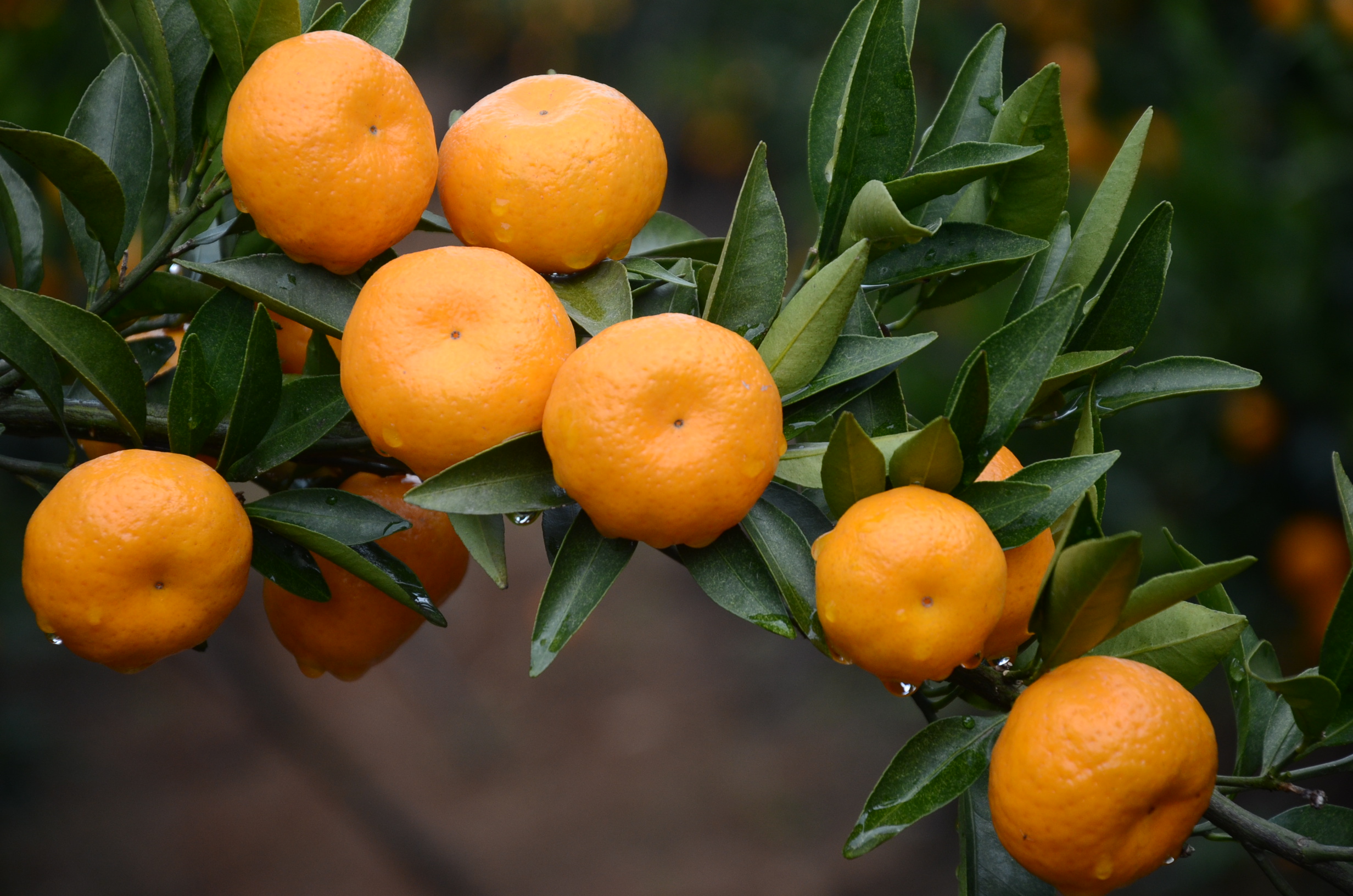 柑橘的样子图片