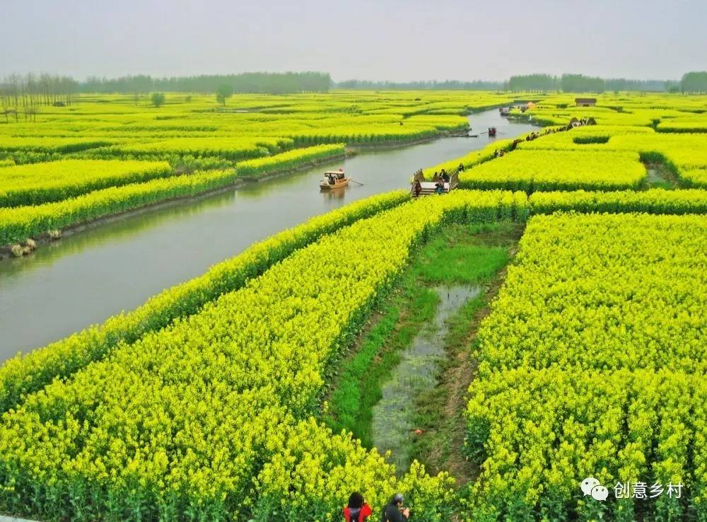 美麗的興化油菜花田