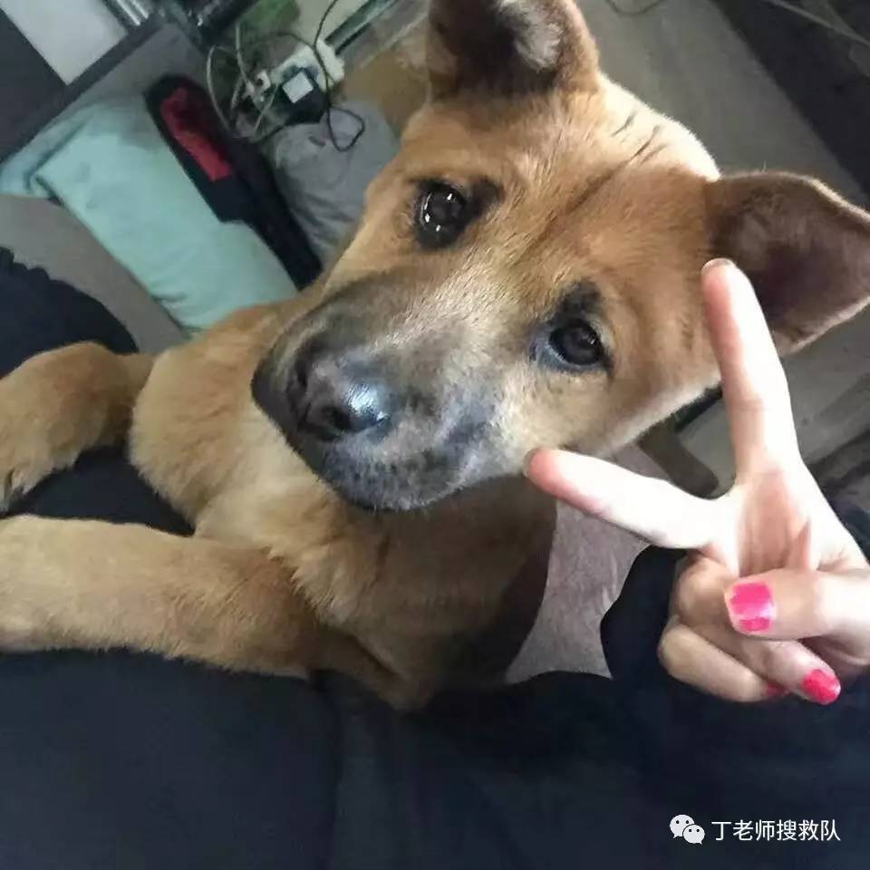 犬,名叫拉拉,今天上午8點半左右在海淀區廂紅旗董四墓附近走失,請幫忙