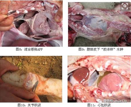 【视频】猪副嗜血杆菌病的防治