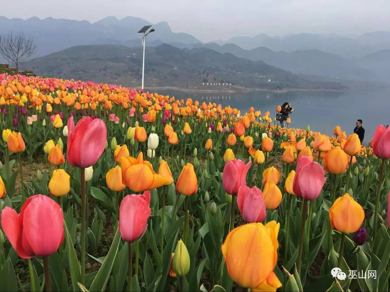 一朝花海情,千古巫山恋春天的大昌古镇,显得格外洋气