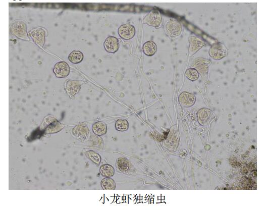 指环虫显微镜图片