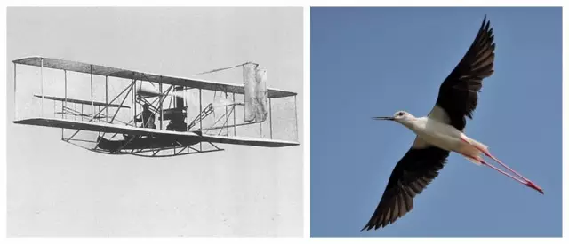 人类研究鸟儿飞翔,发明了飞机,许多科学发明都是跨界学习的结果 4