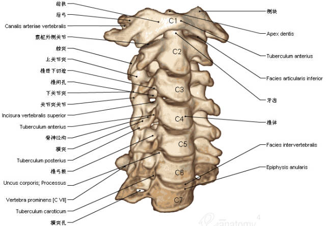 收藏丨脊椎与背部3d解剖图解