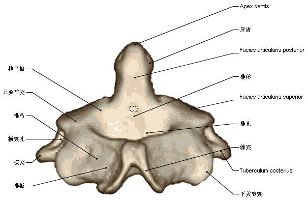 背部骨头结构图解大全图片
