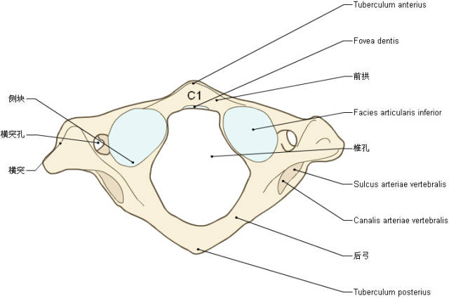 收藏丨脊椎与背部3d解剖图解