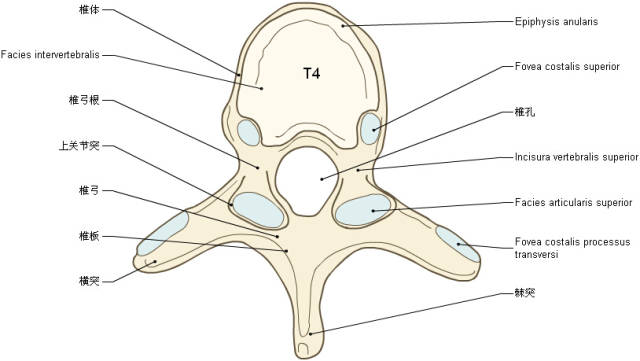 收藏丨脊椎与背部3d解剖图解