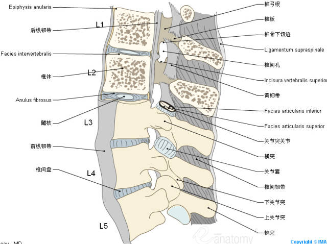 脊柱解剖图清晰图图片