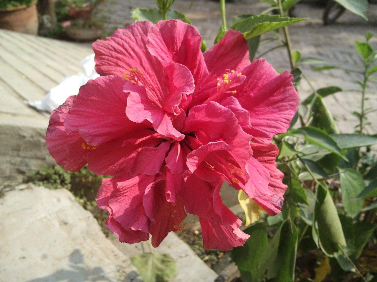 扶桑:鲜艳大红花,养眼助健康