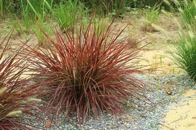 紫叶狼尾草:多年生草本,冬休眠;株形柔美,高度80 至120 厘米.