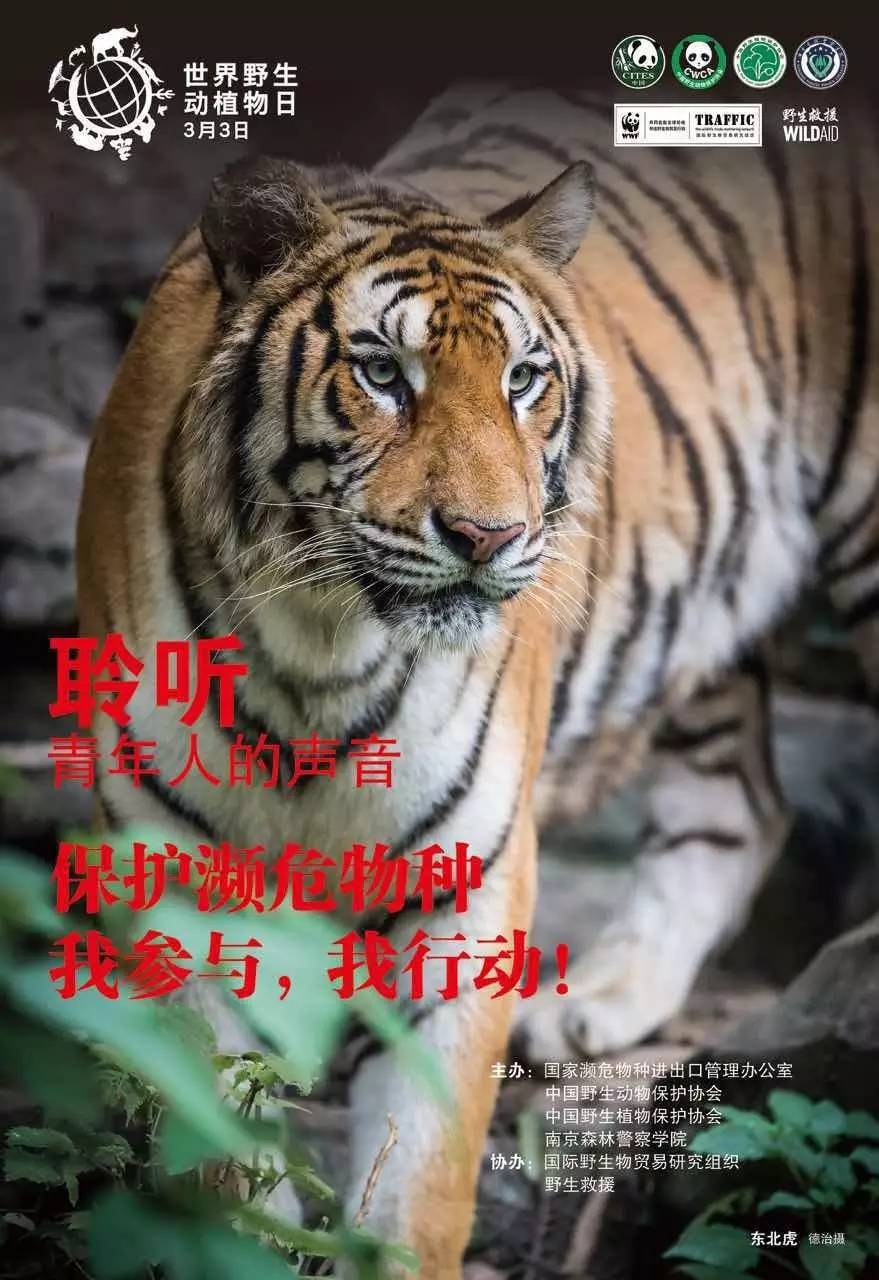 保护老虎的海报标题图片