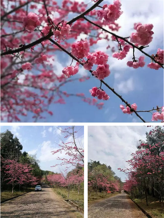 新平县磨盘山樱花节图片