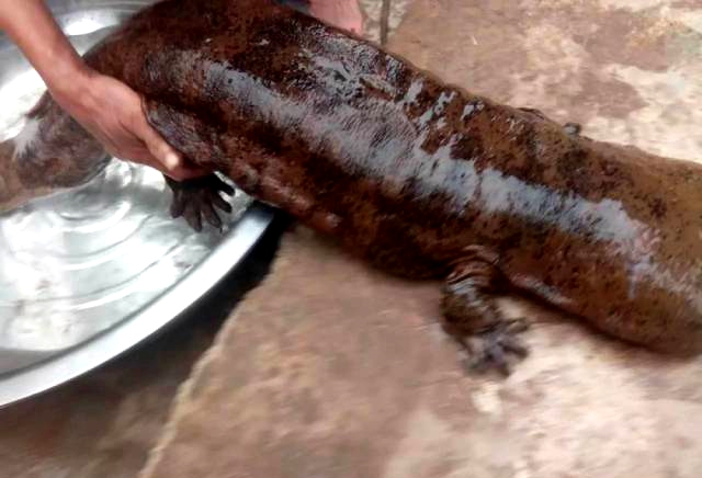泸州合江发现罕见巨型野生娃娃鱼 长1米重18斤