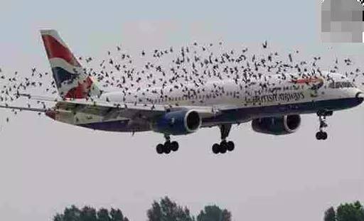 网络配图其实,应对鸟类,机场很专业,因为一旦发生鸟击飞机的事件,那就