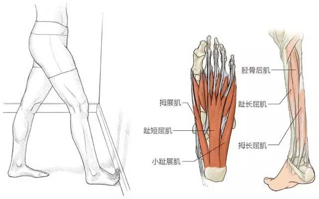 趾长伸肌腱解剖图图片